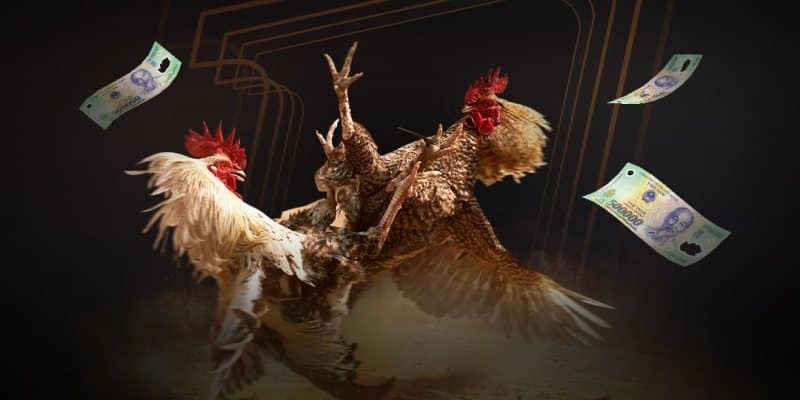 Đá gà Thomo NEW88